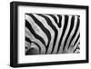 Real Zebra Pattern Close-Up. Black and White Stripes Background-Michal Bednarek-Framed Photographic Print