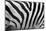 Real Zebra Pattern Close-Up. Black and White Stripes Background-Michal Bednarek-Mounted Photographic Print