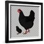 Realistic Black Chicken and Baby Chick Side View-dNaya-Framed Art Print