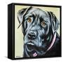 Realistic Black Lab-Carolee Vitaletti-Framed Stretched Canvas