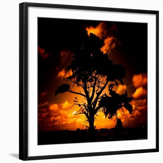 Reality Tree-Mark James Gaylard-Framed Photographic Print