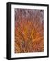 Realopia-Jim Crotty-Framed Photographic Print