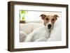 Realxing Dog-Javier Brosch-Framed Photographic Print