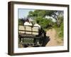 Rear View of a Group of Tourists in Jeep Looking at Elephant-Nosnibor137-Framed Photographic Print