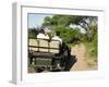 Rear View of a Group of Tourists in Jeep Looking at Elephant-Nosnibor137-Framed Photographic Print