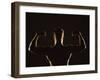 Rear View of a Young Man Flexing His Muscles-null-Framed Photographic Print