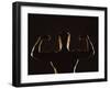 Rear View of a Young Man Flexing His Muscles-null-Framed Photographic Print