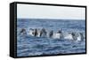 Rear View of Atlantic Spotted Dolphins (Stenella Frontalis) Porpoising, Pico, Azores, Portugal-Lundgren-Framed Stretched Canvas