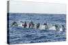 Rear View of Atlantic Spotted Dolphins (Stenella Frontalis) Porpoising, Pico, Azores, Portugal-Lundgren-Stretched Canvas
