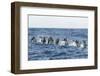 Rear View of Atlantic Spotted Dolphins (Stenella Frontalis) Porpoising, Pico, Azores, Portugal-Lundgren-Framed Photographic Print