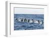 Rear View of Atlantic Spotted Dolphins (Stenella Frontalis) Porpoising, Pico, Azores, Portugal-Lundgren-Framed Photographic Print