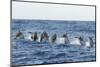 Rear View of Atlantic Spotted Dolphins (Stenella Frontalis) Porpoising, Pico, Azores, Portugal-Lundgren-Mounted Photographic Print