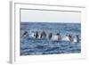 Rear View of Atlantic Spotted Dolphins (Stenella Frontalis) Porpoising, Pico, Azores, Portugal-Lundgren-Framed Photographic Print