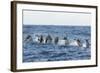 Rear View of Atlantic Spotted Dolphins (Stenella Frontalis) Porpoising, Pico, Azores, Portugal-Lundgren-Framed Photographic Print