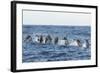 Rear View of Atlantic Spotted Dolphins (Stenella Frontalis) Porpoising, Pico, Azores, Portugal-Lundgren-Framed Photographic Print