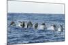 Rear View of Atlantic Spotted Dolphins (Stenella Frontalis) Porpoising, Pico, Azores, Portugal-Lundgren-Mounted Photographic Print