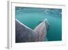 Rear View of Basking Shark (Cetorhinus Maximus) Feeding on Plankton, Inner Hebrides, Scotland, UK-Alex Mustard-Framed Photographic Print