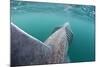 Rear View of Basking Shark (Cetorhinus Maximus) Feeding on Plankton, Inner Hebrides, Scotland, UK-Alex Mustard-Mounted Photographic Print