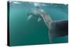 Rear View of Basking Shark (Cetorhinus Maximus) Feeding on Plankton, Inner Hebrides, UK-Alex Mustard-Stretched Canvas