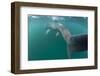 Rear View of Basking Shark (Cetorhinus Maximus) Feeding on Plankton, Inner Hebrides, UK-Alex Mustard-Framed Photographic Print