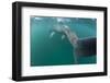 Rear View of Basking Shark (Cetorhinus Maximus) Feeding on Plankton, Inner Hebrides, UK-Alex Mustard-Framed Photographic Print