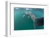 Rear View of Basking Shark (Cetorhinus Maximus) Feeding on Plankton, Inner Hebrides, UK-Alex Mustard-Framed Photographic Print