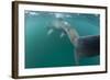 Rear View of Basking Shark (Cetorhinus Maximus) Feeding on Plankton, Inner Hebrides, UK-Alex Mustard-Framed Photographic Print