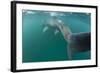 Rear View of Basking Shark (Cetorhinus Maximus) Feeding on Plankton, Inner Hebrides, UK-Alex Mustard-Framed Photographic Print