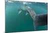 Rear View of Basking Shark (Cetorhinus Maximus) Feeding on Plankton, Inner Hebrides, UK-Alex Mustard-Mounted Photographic Print