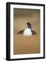 Rear View of Black Grouse (Tetrao Tetrix) Male Displaying at Lek, Cairngorms Np, Scotland, UK-Mark Hamblin-Framed Photographic Print