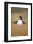 Rear View of Black Grouse (Tetrao Tetrix) Male Displaying at Lek, Cairngorms Np, Scotland, UK-Mark Hamblin-Framed Photographic Print