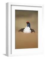 Rear View of Black Grouse (Tetrao Tetrix) Male Displaying at Lek, Cairngorms Np, Scotland, UK-Mark Hamblin-Framed Photographic Print