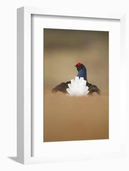 Rear View of Black Grouse (Tetrao Tetrix) Male Displaying at Lek, Cairngorms Np, Scotland, UK-Mark Hamblin-Framed Photographic Print