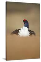 Rear View of Black Grouse (Tetrao Tetrix) Male Displaying at Lek, Cairngorms Np, Scotland, UK-Mark Hamblin-Stretched Canvas