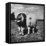 Rear View of Black Hog, with Overweight, White Hog, at Department of Agriculture Experiment Station-Al Fenn-Framed Stretched Canvas