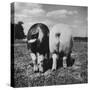 Rear View of Black Hog, with Overweight, White Hog, at Department of Agriculture Experiment Station-Al Fenn-Stretched Canvas