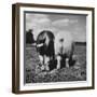 Rear View of Black Hog, with Overweight, White Hog, at Department of Agriculture Experiment Station-Al Fenn-Framed Photographic Print