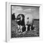 Rear View of Black Hog, with Overweight, White Hog, at Department of Agriculture Experiment Station-Al Fenn-Framed Photographic Print