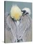 Rear View of Brown Pelican Adult, La Jolla, California, USA-Arthur Morris-Stretched Canvas