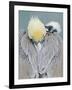 Rear View of Brown Pelican Adult, La Jolla, California, USA-Arthur Morris-Framed Photographic Print