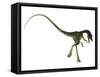 Rear View of Compsognathus Dinosaur-Stocktrek Images-Framed Stretched Canvas