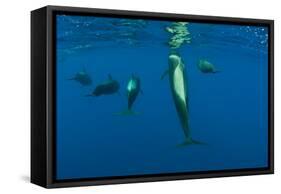 Rear View of Five Shortfin Pilot Whales (Globicephala Macrorhynchus) Just Below Surface, Spain-Relanzón-Framed Stretched Canvas