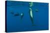 Rear View of Five Shortfin Pilot Whales (Globicephala Macrorhynchus) Just Below Surface, Spain-Relanzón-Stretched Canvas