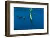 Rear View of Five Shortfin Pilot Whales (Globicephala Macrorhynchus) Just Below Surface, Spain-Relanzón-Framed Photographic Print