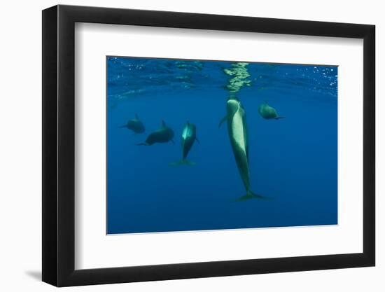 Rear View of Five Shortfin Pilot Whales (Globicephala Macrorhynchus) Just Below Surface, Spain-Relanzón-Framed Photographic Print