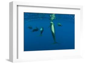 Rear View of Five Shortfin Pilot Whales (Globicephala Macrorhynchus) Just Below Surface, Spain-Relanzón-Framed Photographic Print