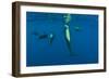 Rear View of Five Shortfin Pilot Whales (Globicephala Macrorhynchus) Just Below Surface, Spain-Relanzón-Framed Photographic Print