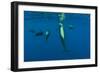 Rear View of Five Shortfin Pilot Whales (Globicephala Macrorhynchus) Just Below Surface, Spain-Relanzón-Framed Photographic Print