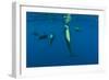 Rear View of Five Shortfin Pilot Whales (Globicephala Macrorhynchus) Just Below Surface, Spain-Relanzón-Framed Photographic Print