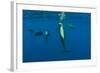 Rear View of Five Shortfin Pilot Whales (Globicephala Macrorhynchus) Just Below Surface, Spain-Relanzón-Framed Photographic Print